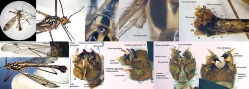 Nephrotoma quadrifaria
